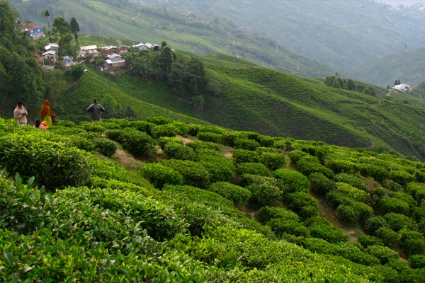 Darjeeling Mountain Escape